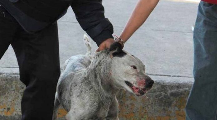 Reportan al menos 5 casos de maltrato animal en Hidalgo en lo que va del 2022