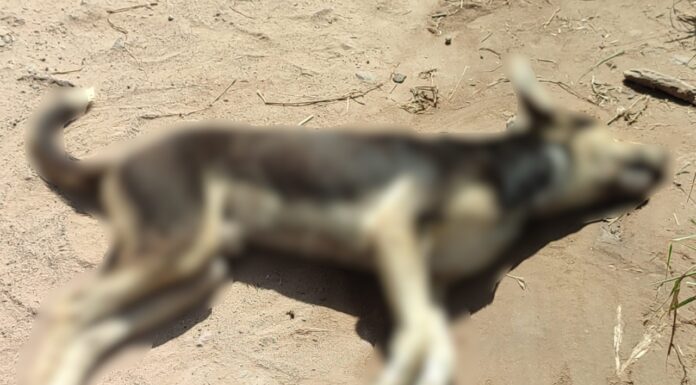 Investigan envenenamiento de perros en Tula