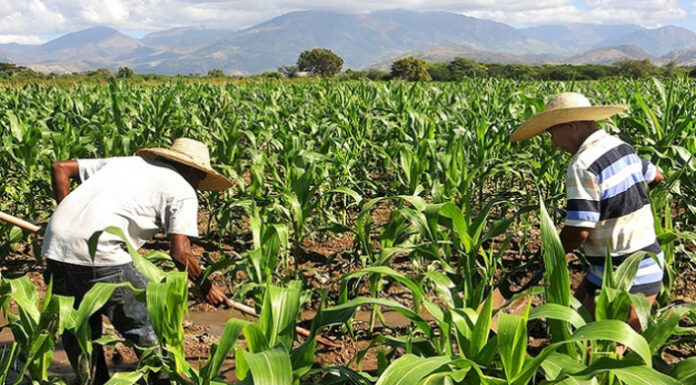 Empresa “gringa” demanda a campesinos tulenses