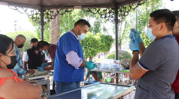 Más de 4 mil esterilizaciones caninas y felinas se han realizado en Tepeji