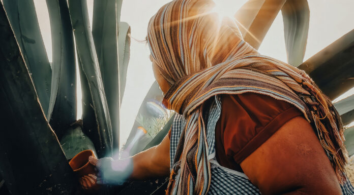 Pulque: La bebida de los Dioses, conoce sus beneficios