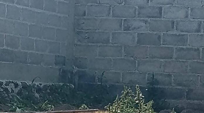 Denuncian maltrato animal en Chalco, localizan a león abandonado