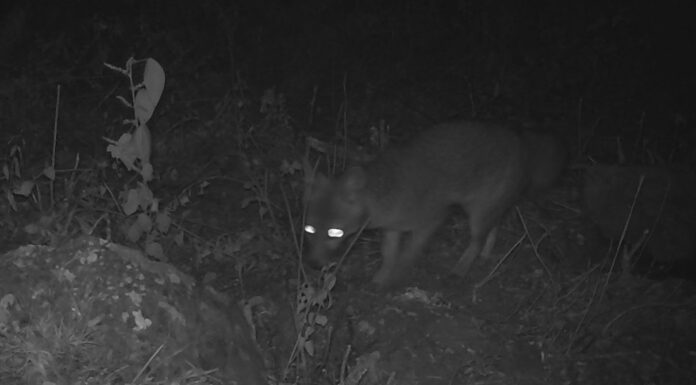 Presenta Semarnath avances en monitoreo de fauna silvestre