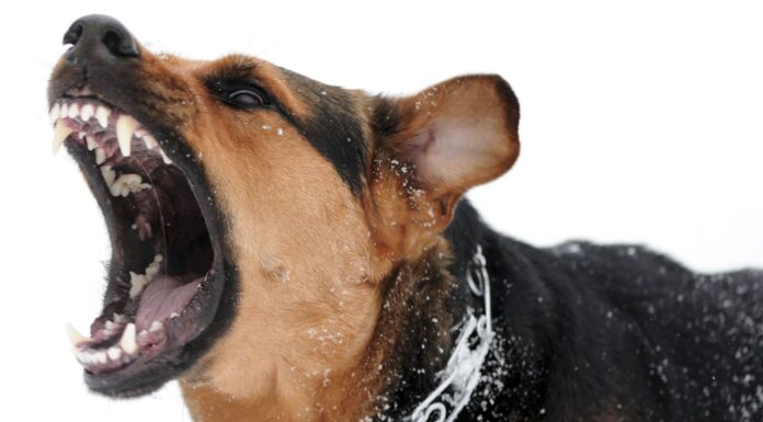 Niño de 6 años pierde la vida tras ser atacado por un perro