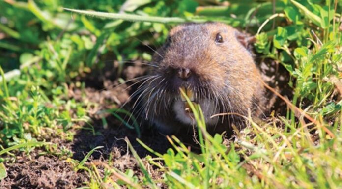 Tuza es declarada patrimonio biocultural de Pachuca