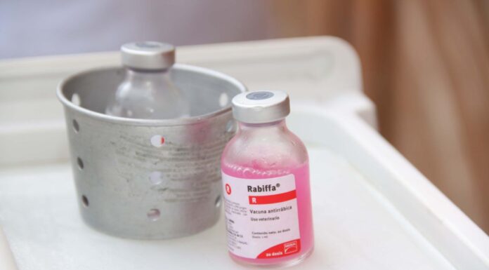 SSH fortalece medidas de prevención para evitar casos de rabia