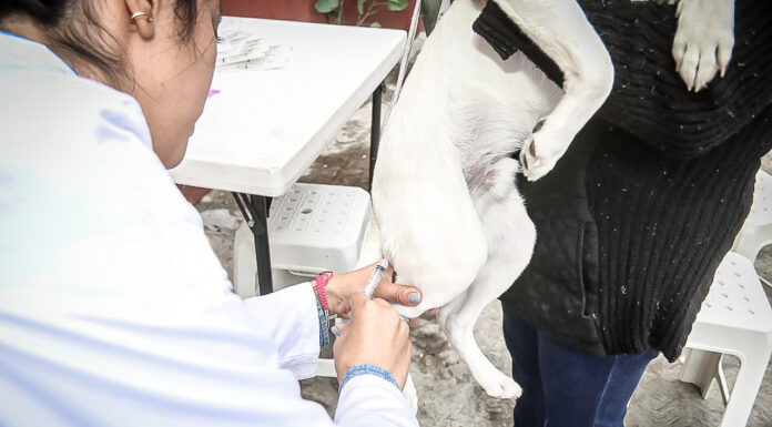 DESARROLLA SSH JORNADA ESTATAL DE VACUNACIÓN ANTIRRÁBICA CANINA Y FELINA