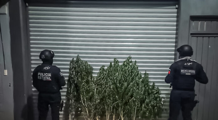 Agentes de la Policía Estatal aseguran sembradío de presunta marihuana