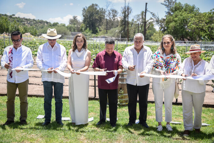 13_Julio_2023_GOBERNADOR_Inauguración Viñedo_Tecozautla-9