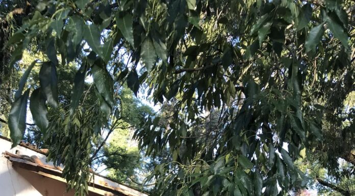 Tepeji del Río, un refugio en el sur de Hidalgo