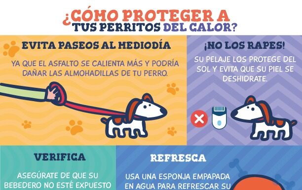 ¡Evita que tu mascota sufra un #golpedecalor!