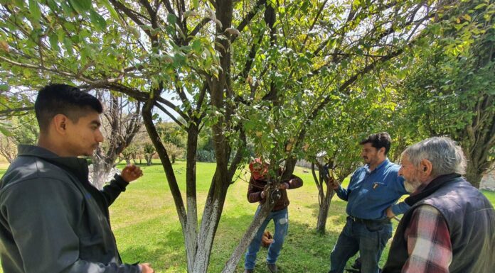 Gobierno Municipal de Tepeji del Río refuerza apoyo a productores agrícolas con asesorías técnicas gratuitas