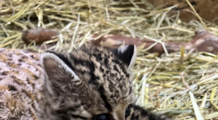 Unidad de Rehabilitación de Fauna Silvestre Pachuca