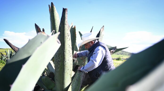 Hidalgo va por la conservación de la planta del maguey pulquero