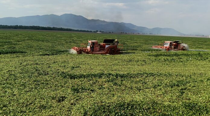 Semarnath: se han retirado 670 hectáreas de lirio de la presa Endhó