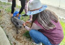 Hidalgo redobla esfuerzos para proteger a la población y a sus animales de compañía