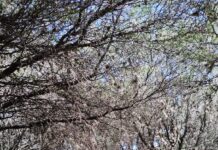 El asesino silencioso del Mezquital