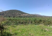 Lirio, moscos y años de abandono: la crisis ambiental en la presa Endhó