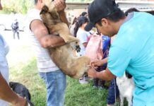 Impulsan jornadas de vacunación antirrábica y esterilizaciones caninas y felinas en Tula de Allende