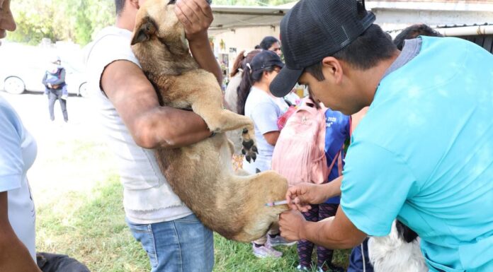Impulsan jornadas de vacunación antirrábica y esterilizaciones caninas y felinas en Tula de Allende