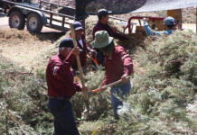 Hidalgo transforma árboles de Navidad en vida: Inicia campaña de reciclaje responsable