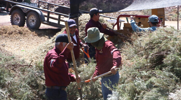 Hidalgo transforma árboles de Navidad en vida: Inicia campaña de reciclaje responsable