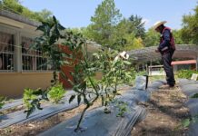 Proyectos en áreas escolares de huertos